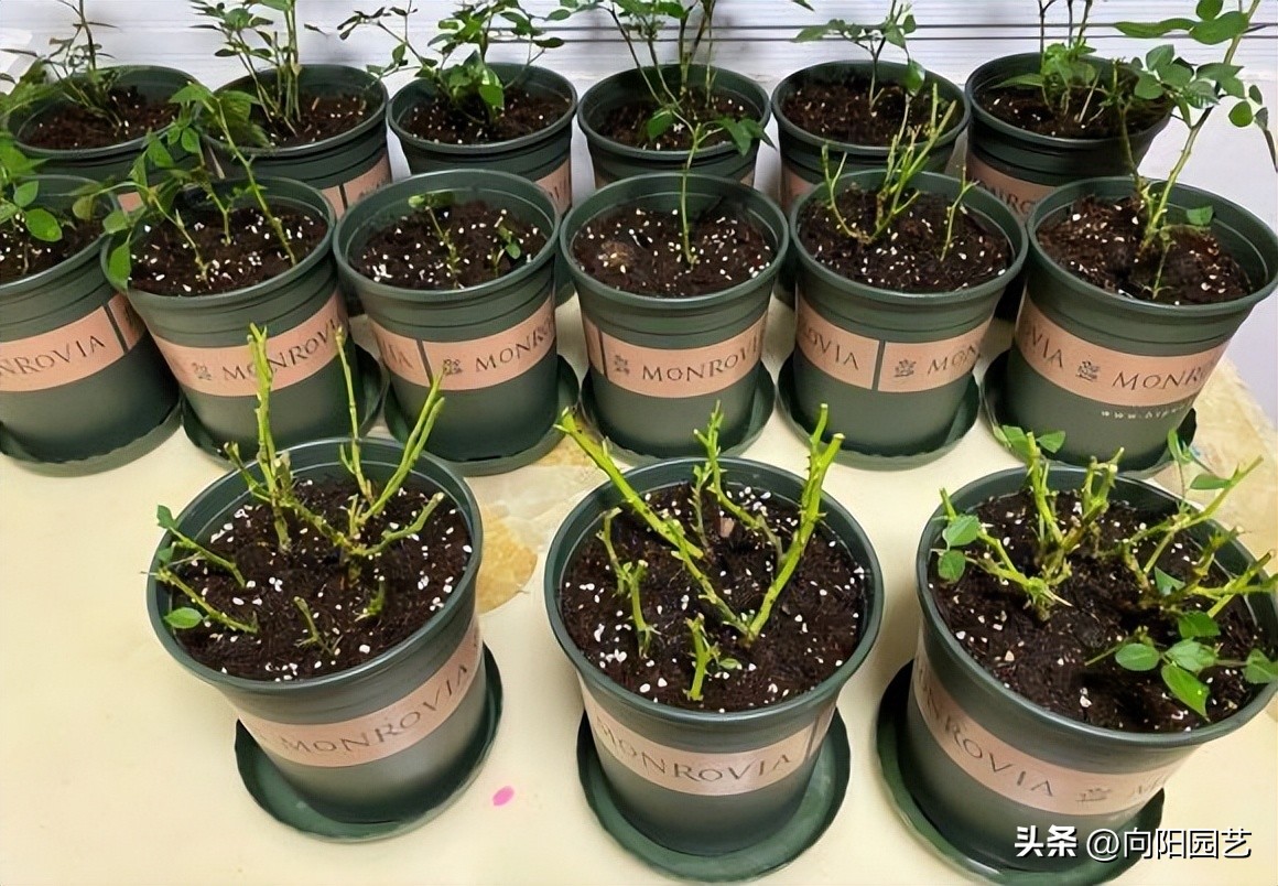 月季不发芽怎么处理,月季扦插用蛭石还是用水泡生根快