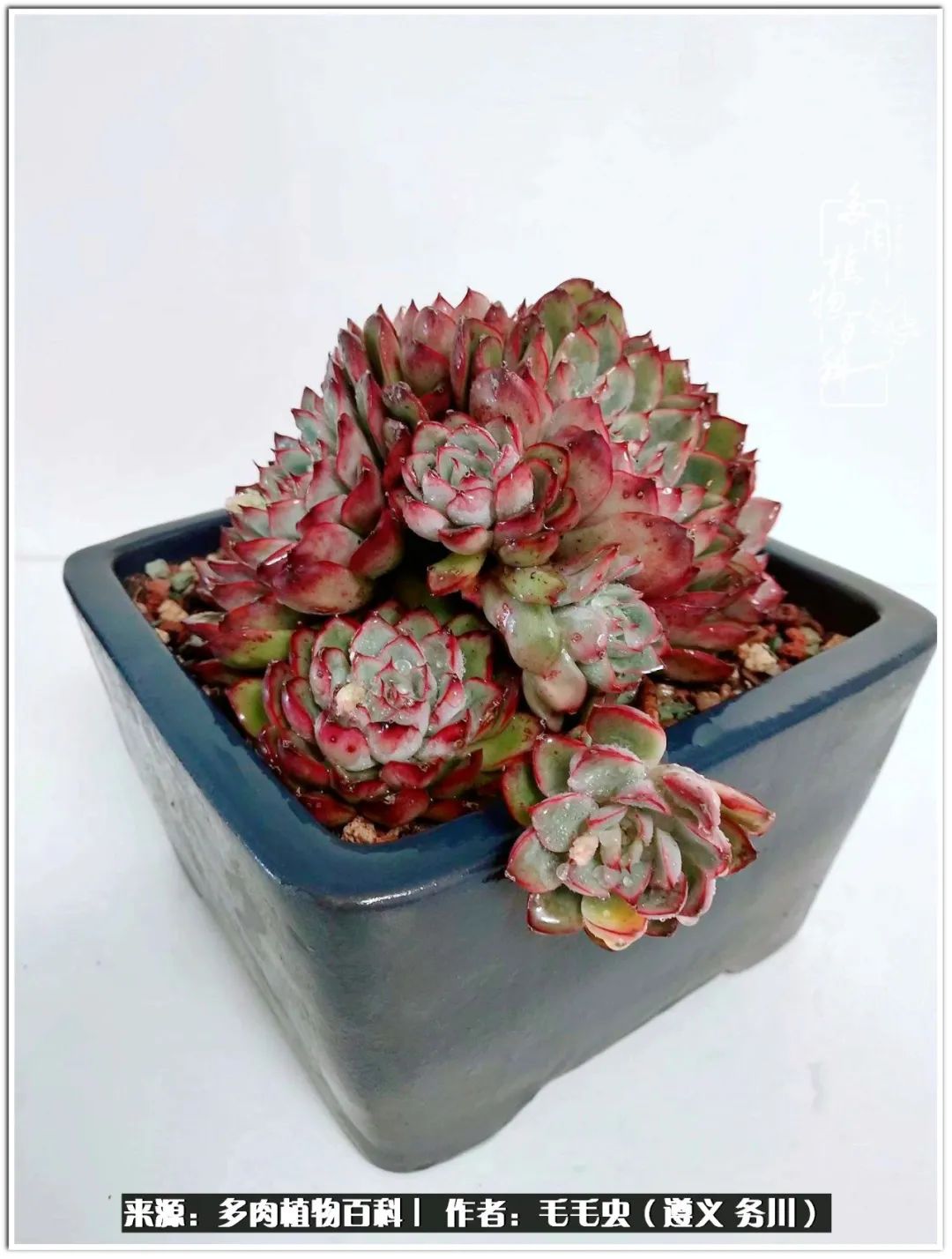 多肉可抵岁月,多肉之花语