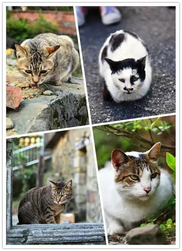 我的旅游日记2015游台湾之四,台湾人旅游祖国大好河山