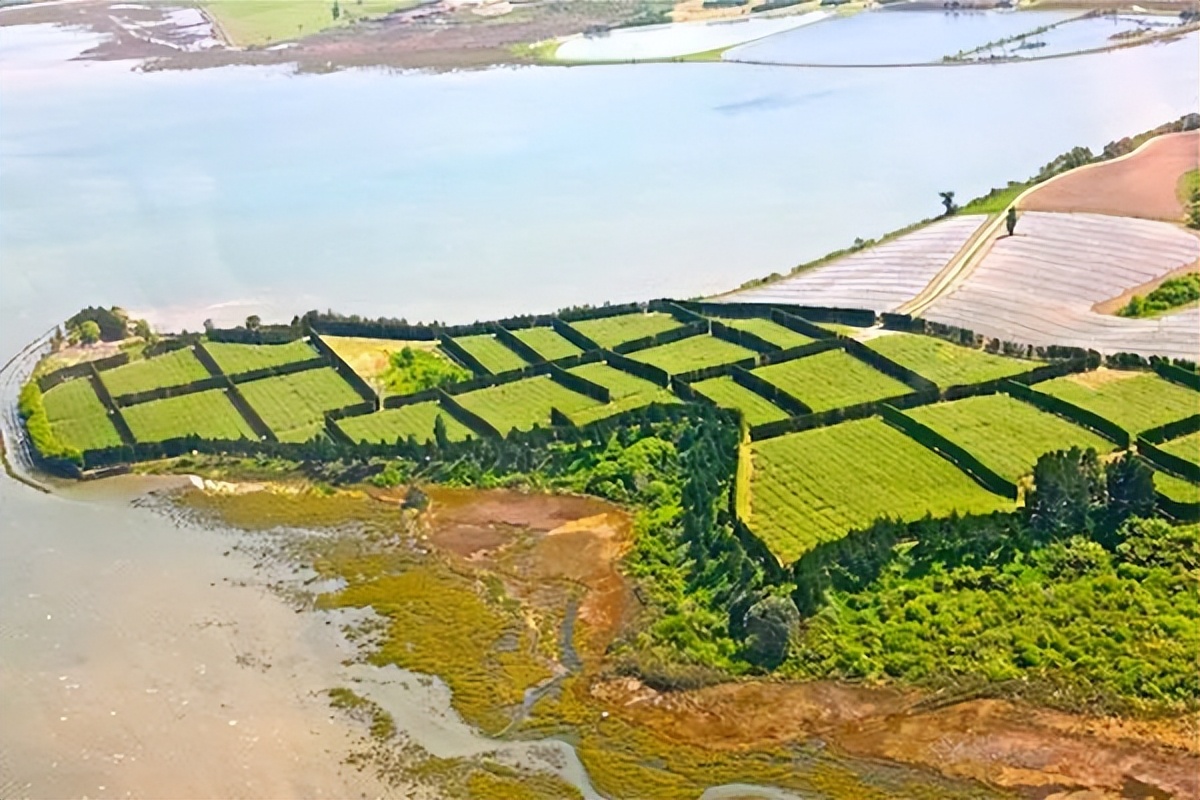 新西兰蒂普基猕猴桃特色小镇，如何实现从区域品牌到享誉世界？