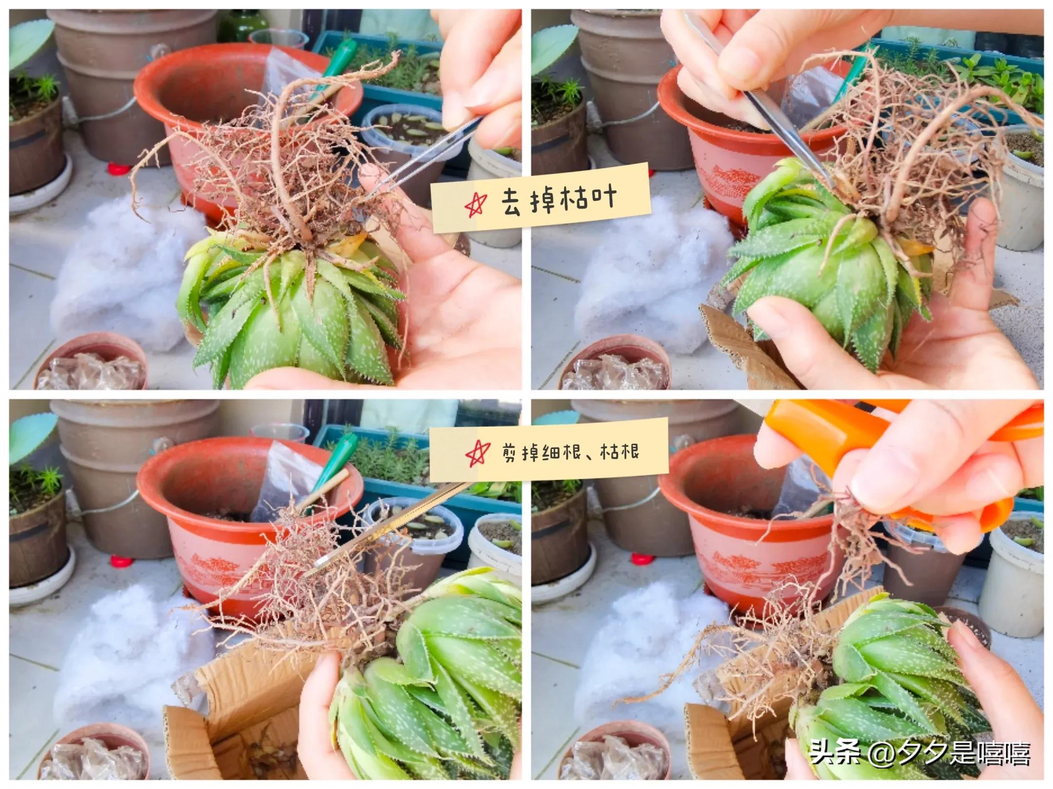 波露盆栽养殖方法,阳台种植稻谷视频