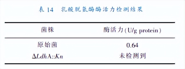 乳酸脱氢酶基因敲除之后,对钝齿棒杆菌菌株构建有什么影响