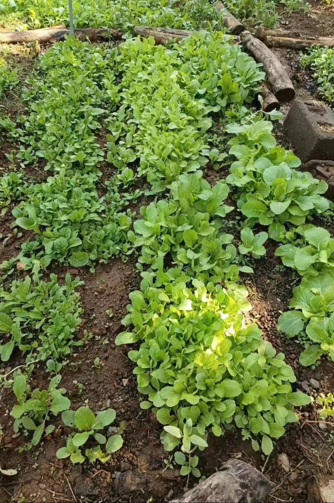 绿美太邑蔬香校园