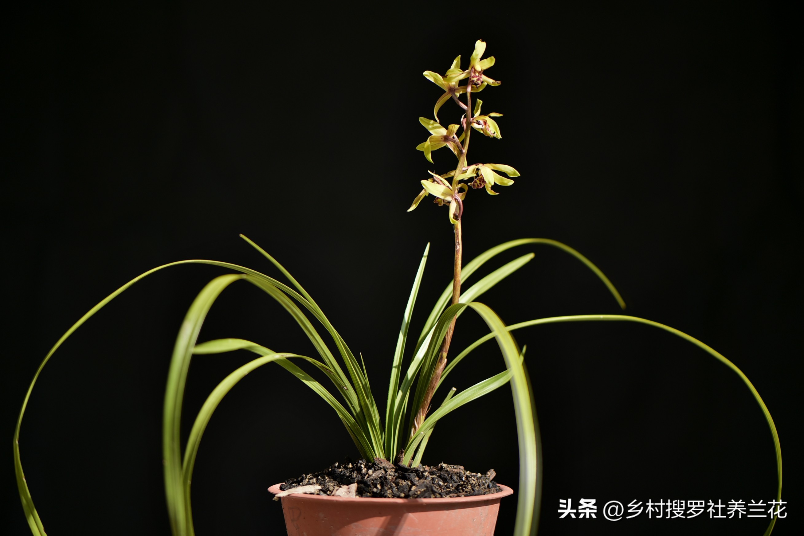 兰花的施肥方法和注意事项是什么,兰花专用土栽的兰花需要施肥吗