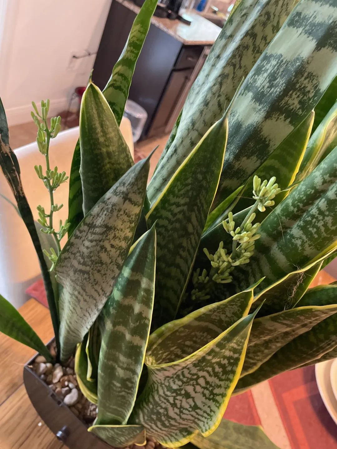 好养活且好看的室内绿植,好养的高颜值室内绿植有哪些