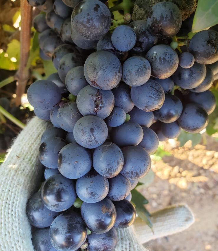 蛇龙珠烟台张裕卡斯特酒庄,张裕卡斯特酒庄蛇龙珠干红葡萄酒