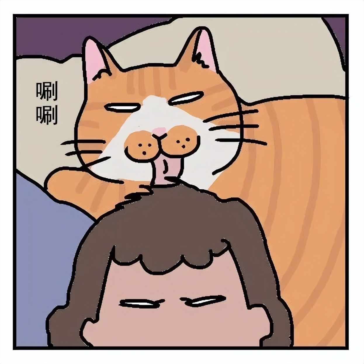 猫咪要怎么喂才是正确的答案,猫咪能每天喂猫吃不同的肉吗