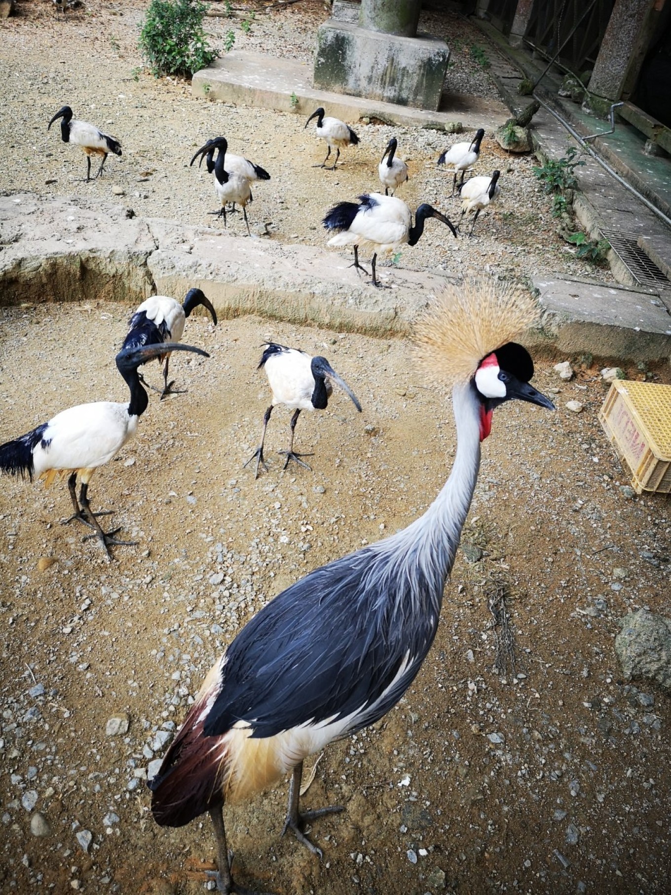 暑期档2019年,2019年暑期档