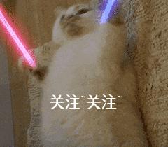 鉴别泰迪纯不纯,巧克力泰迪怎么看纯不纯视频