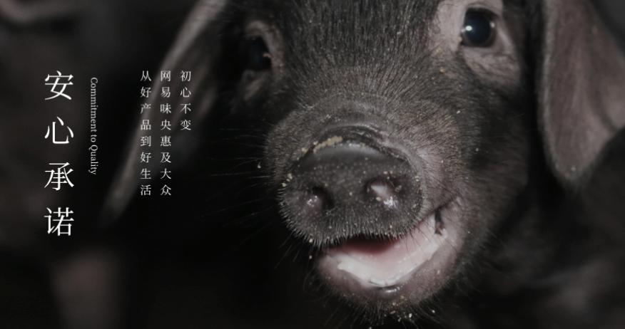 悲报！网易的养猪场，可能真要撑不住破产了！