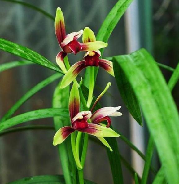 建兰的奇花有哪些,国兰第一红素兰花