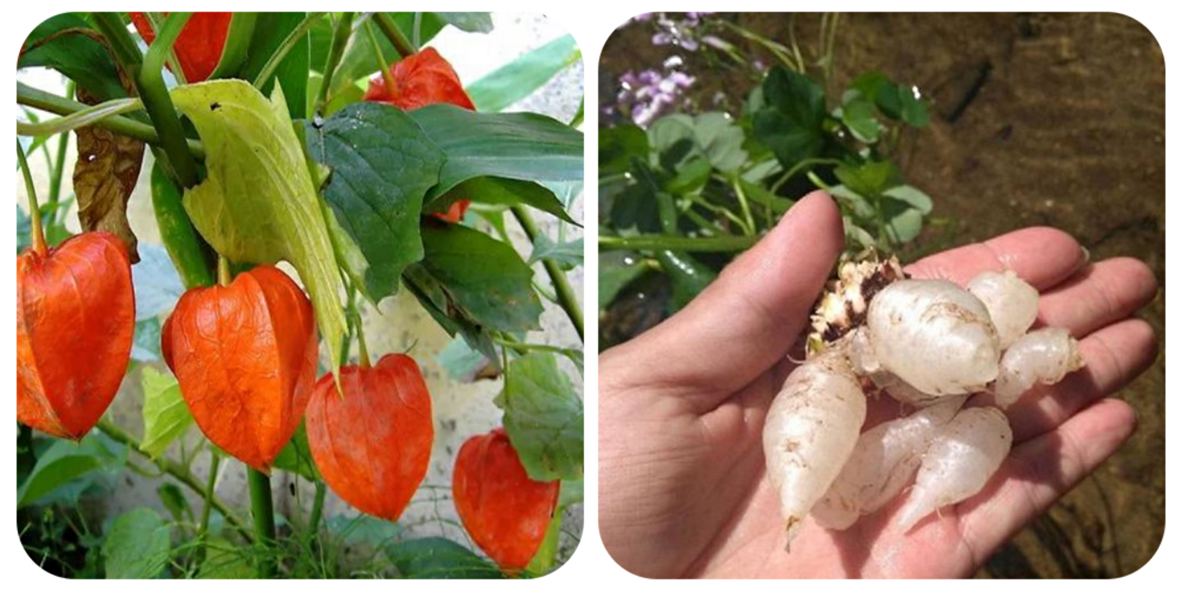 100种野菜大全图解,认识100种野菜视频大全完整版