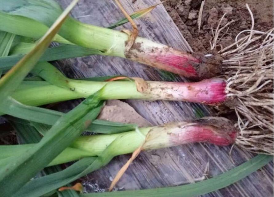 大蒜盆栽的种植方法与步骤,如何种大蒜盆栽一天就可以长好