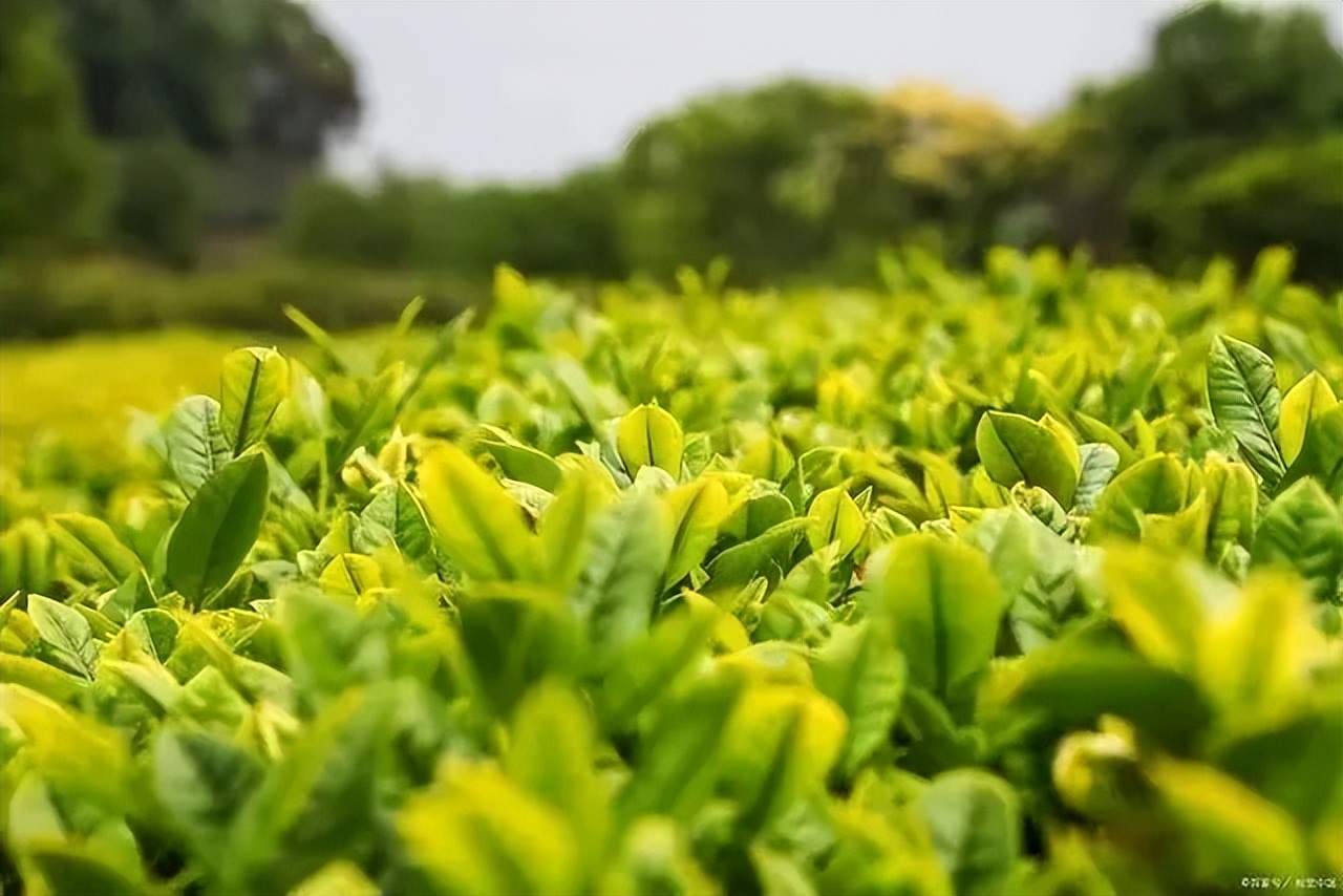 中秋节团聚吃什么好吃的,中秋有什么好吃的食物
