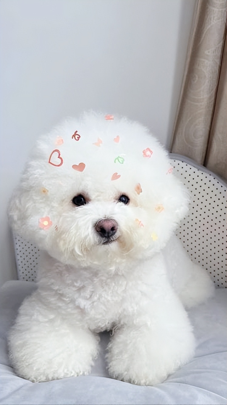 什么狗最真诚最好养,一生必养的7种狗