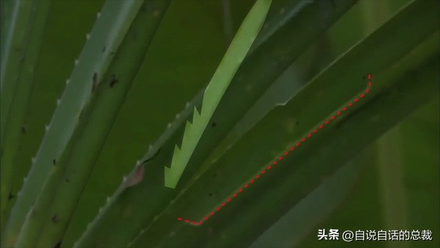 乌鸦为什么是外星人,外星人至今还未出现的5大原因