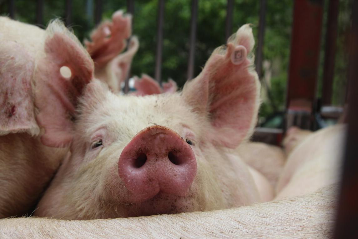 母猪泪斑产生的原因,母猪眼上有泪斑用什么方法治