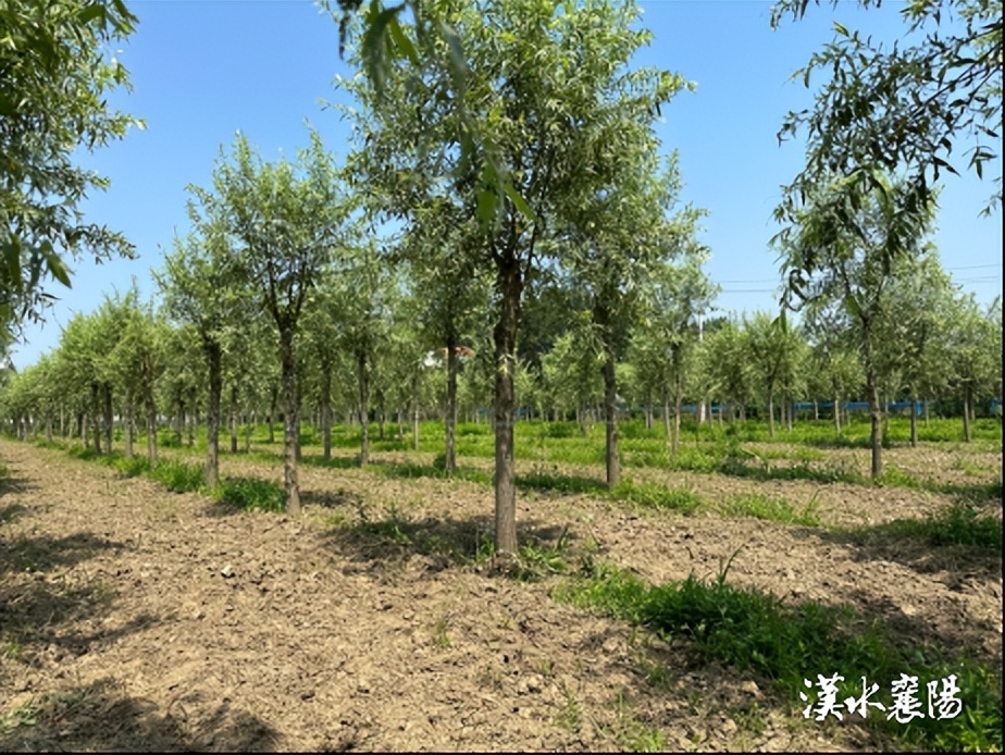 黄黄的小颗粒是什么虫子,跟白芝麻粒一样的虫卵是什么虫啊