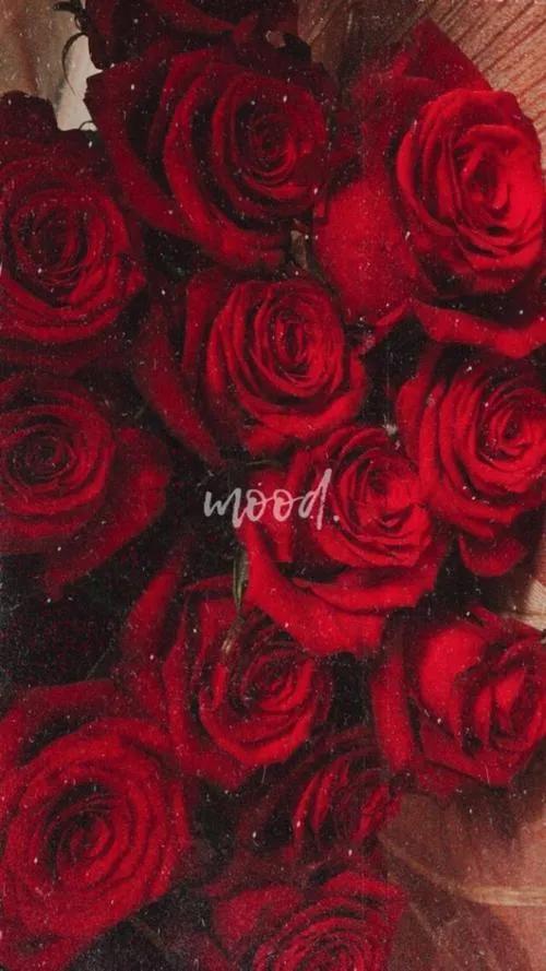 520浪漫玫瑰花壁纸,红玫瑰花壁纸大图