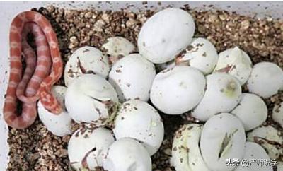 汉字偏旁汇总一览表打印,汉字的常用偏旁部首大全完整版