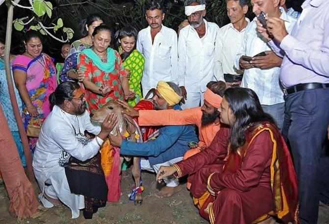 跟牛结婚的印度小伙现在怎么样了,印度男子花17万元与母牛结婚