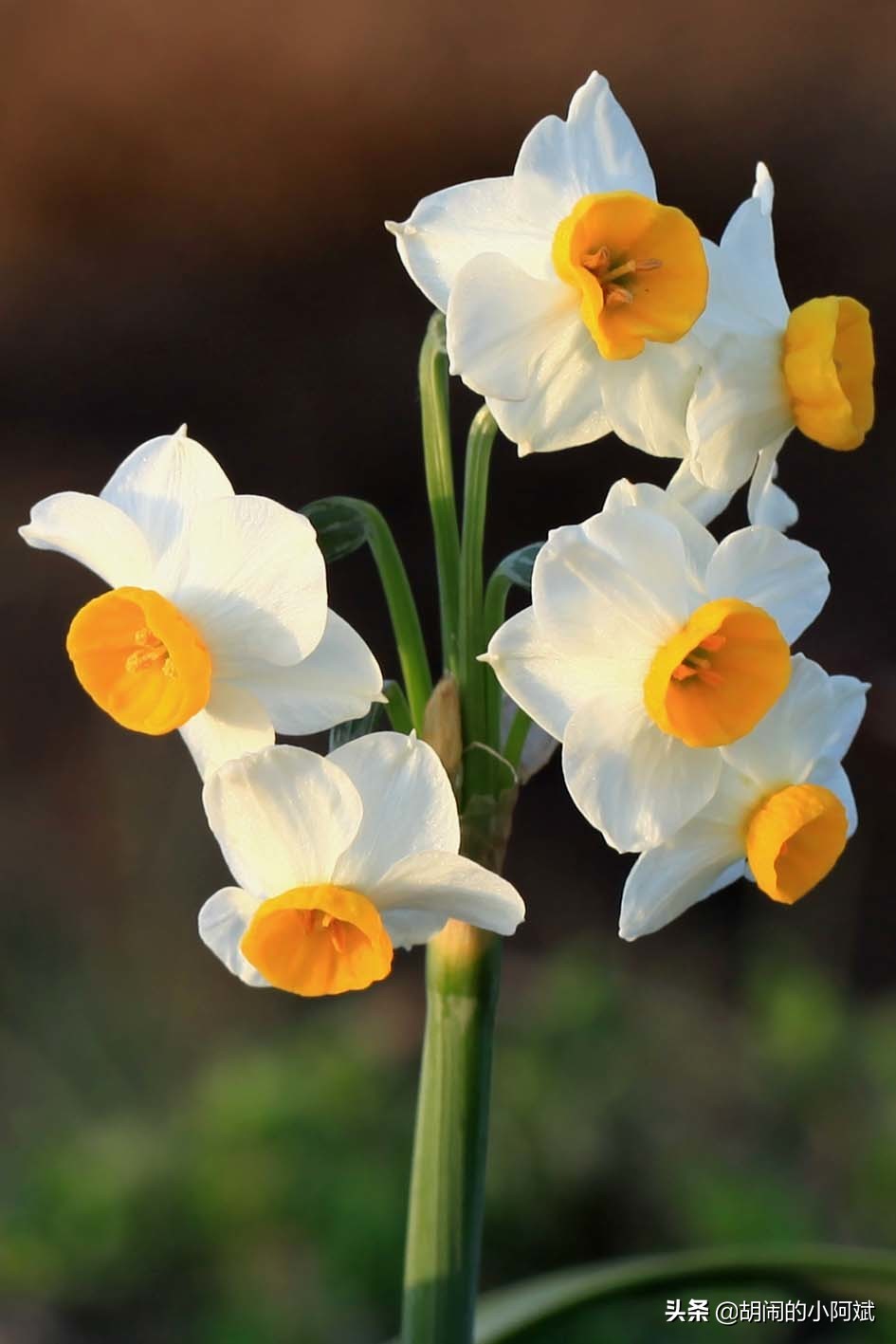 水仙花开了一次花以后怎么养,水仙干枯了怎么救活