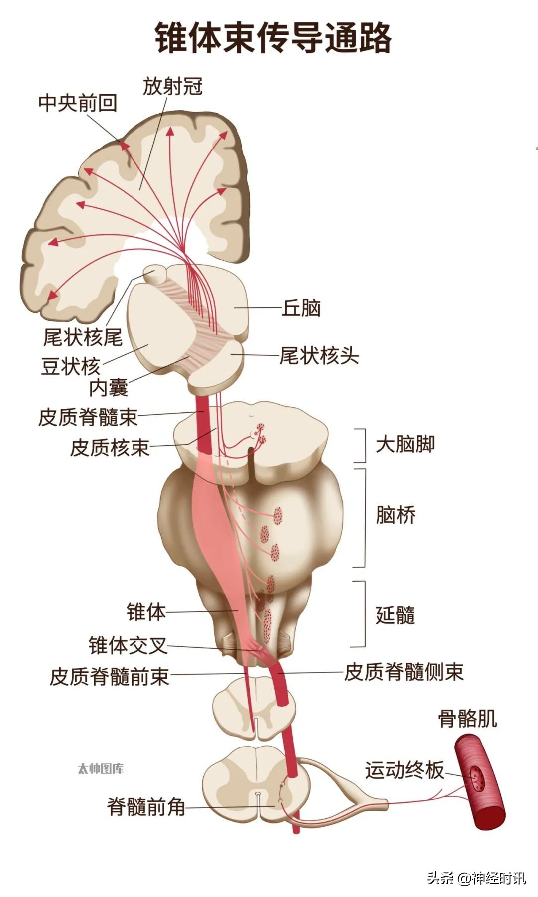 神经系统笔记,神经系统有关的笔记