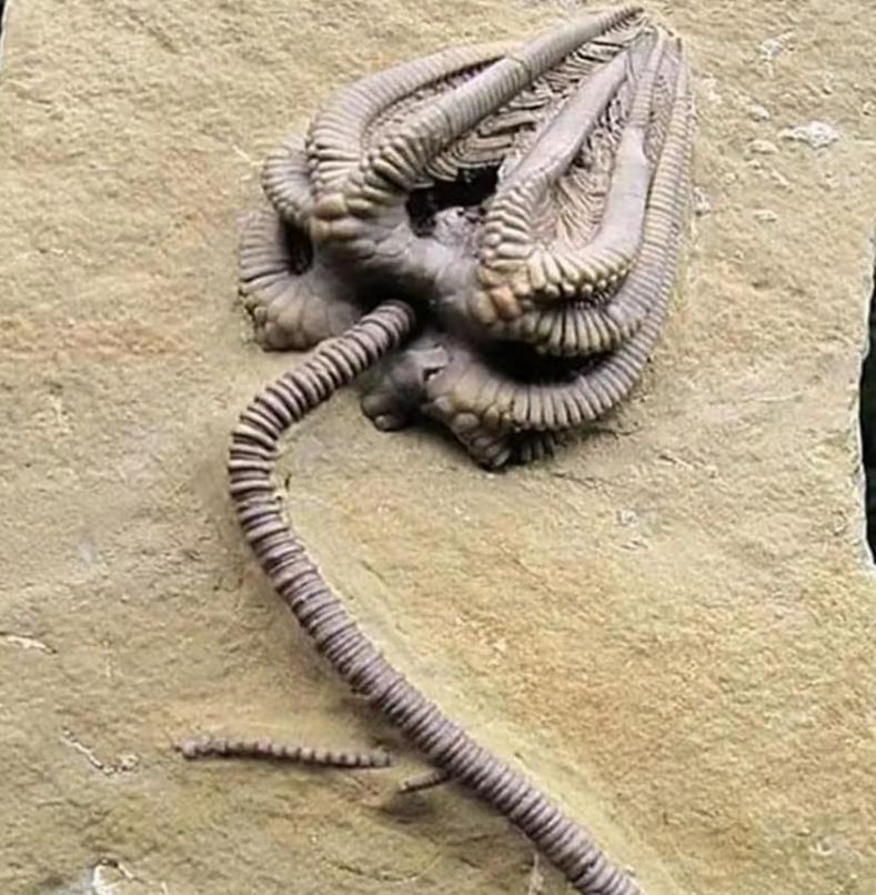 各种古生物化石图片,神秘的地球古生物昆虫化石