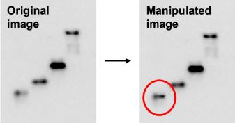 生物医学信息与图像处理,生物医学图像