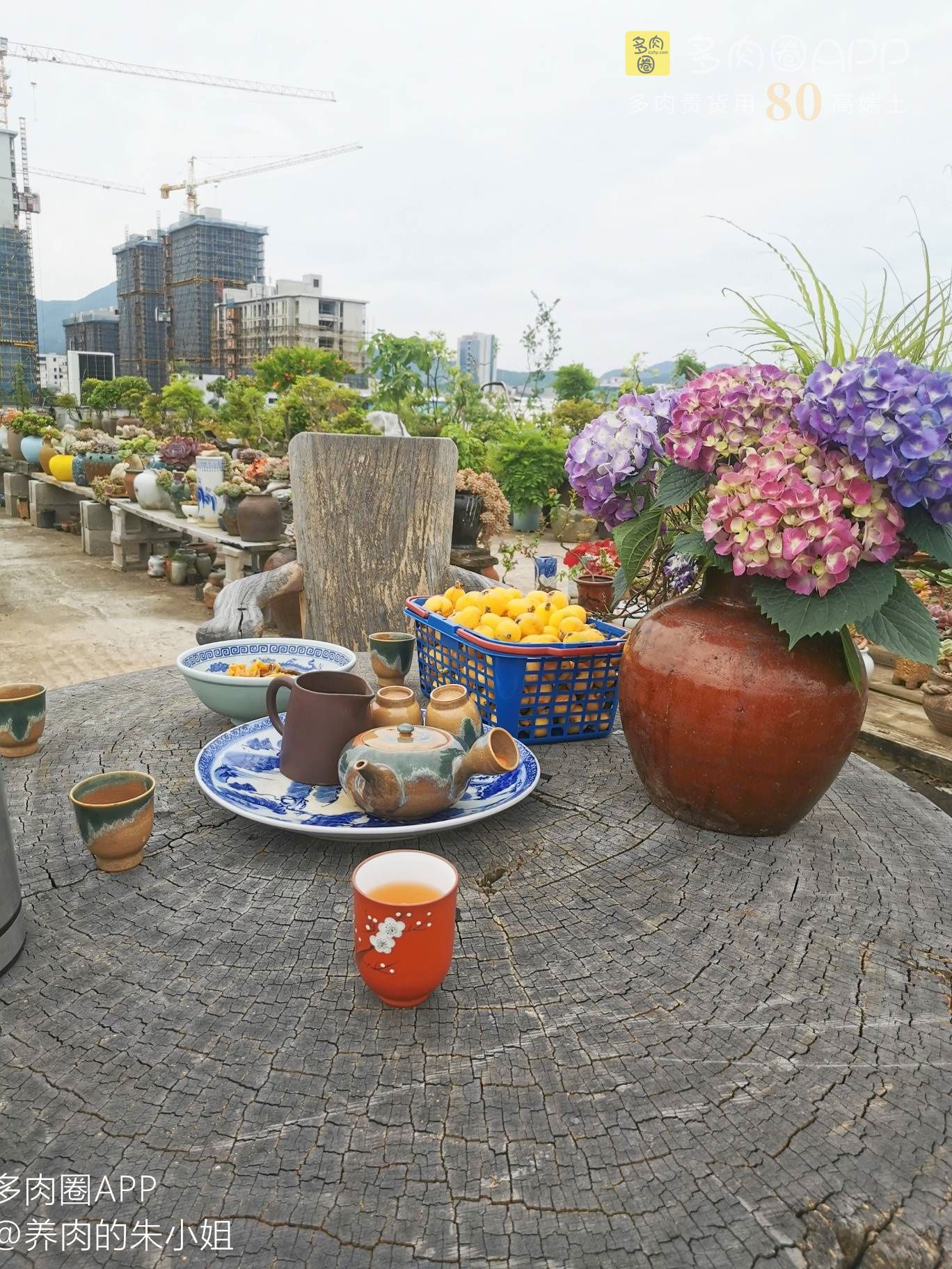 夏季高温多肉叶片软了一碰就掉,夏天多肉掉叶子怎么养