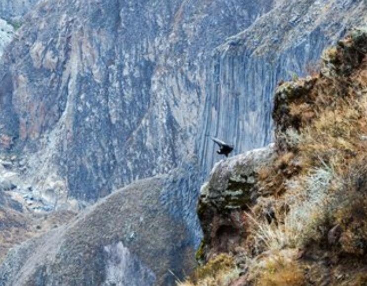 哥伦比亚安第斯秃鹰：土著传统中的文化意义和象征