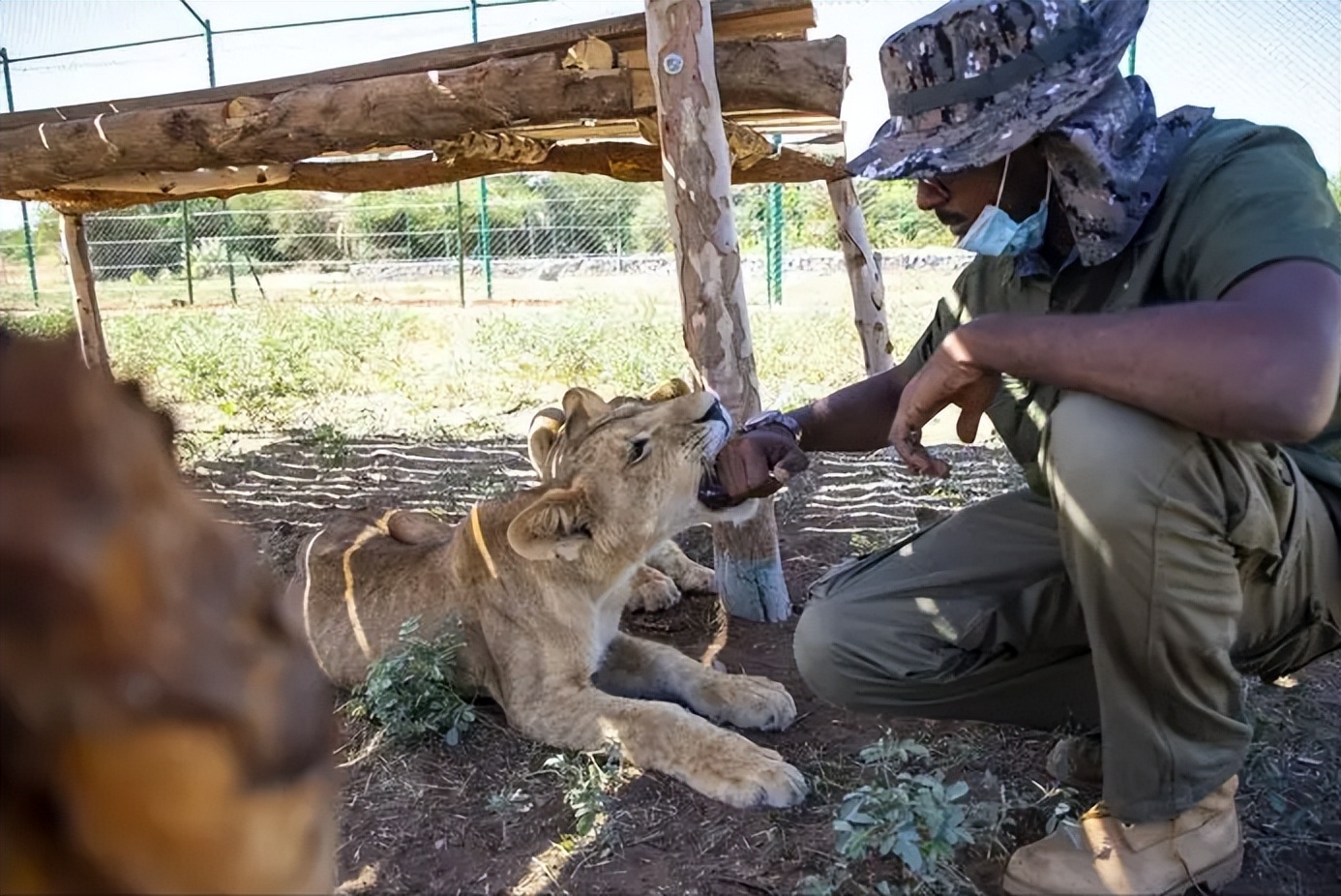 67岁老人闯入狮子园被狮子拖,男子误入狮子园狮口脱险