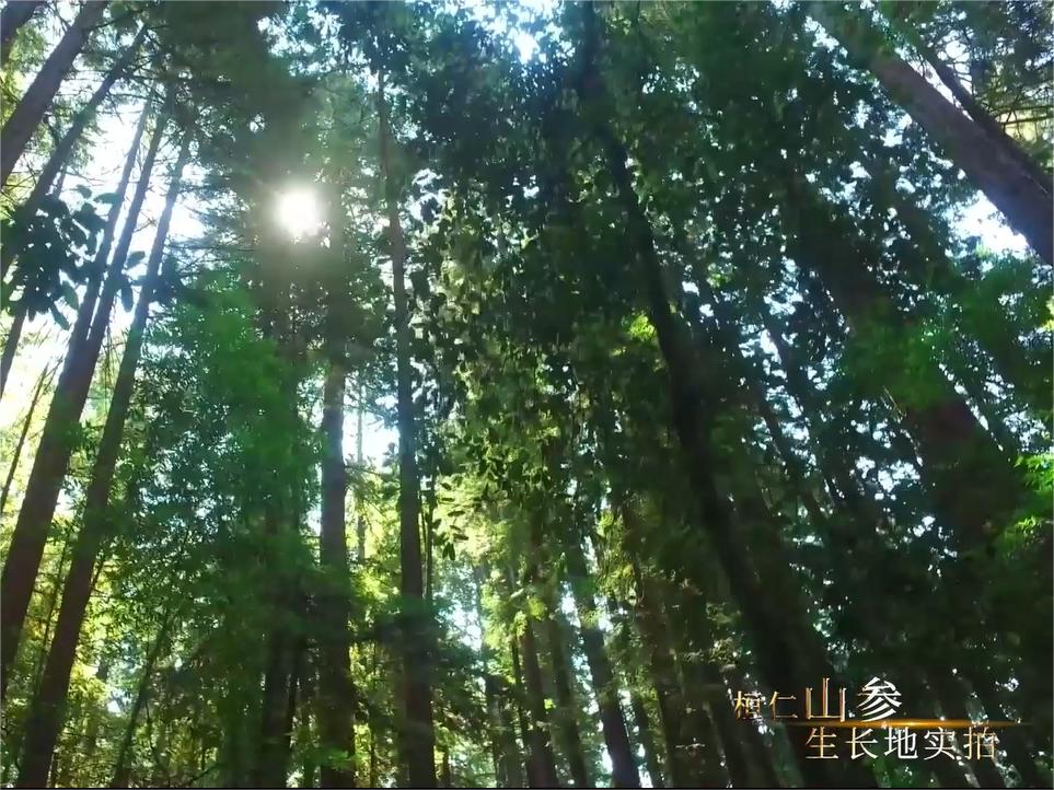 桓仁县山参之乡,桓仁山参是什么