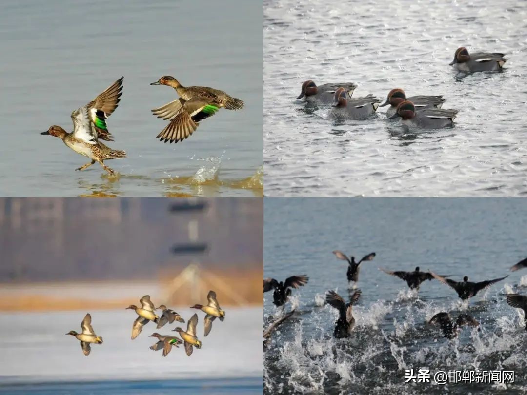 新增4处抓拍！邯郸有个“水鸟天堂”！警惕此传染病！2月12日邯郸新闻早报