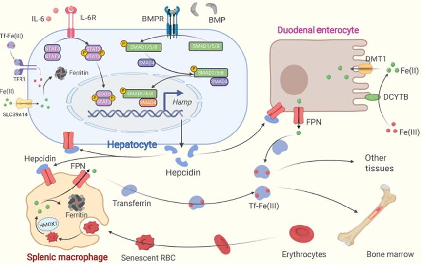 缺铁性贫血一般要补多久的铁,缺铁性贫血会导致营养不良吗