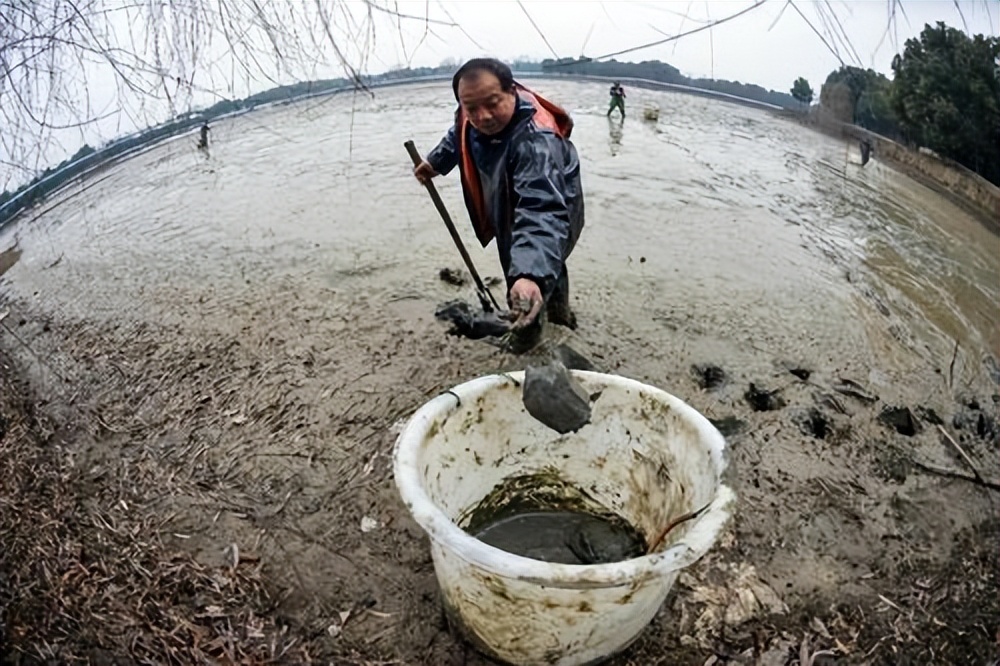 养殖哪个鳖种有前景,中华鳖养殖现状及未来发展