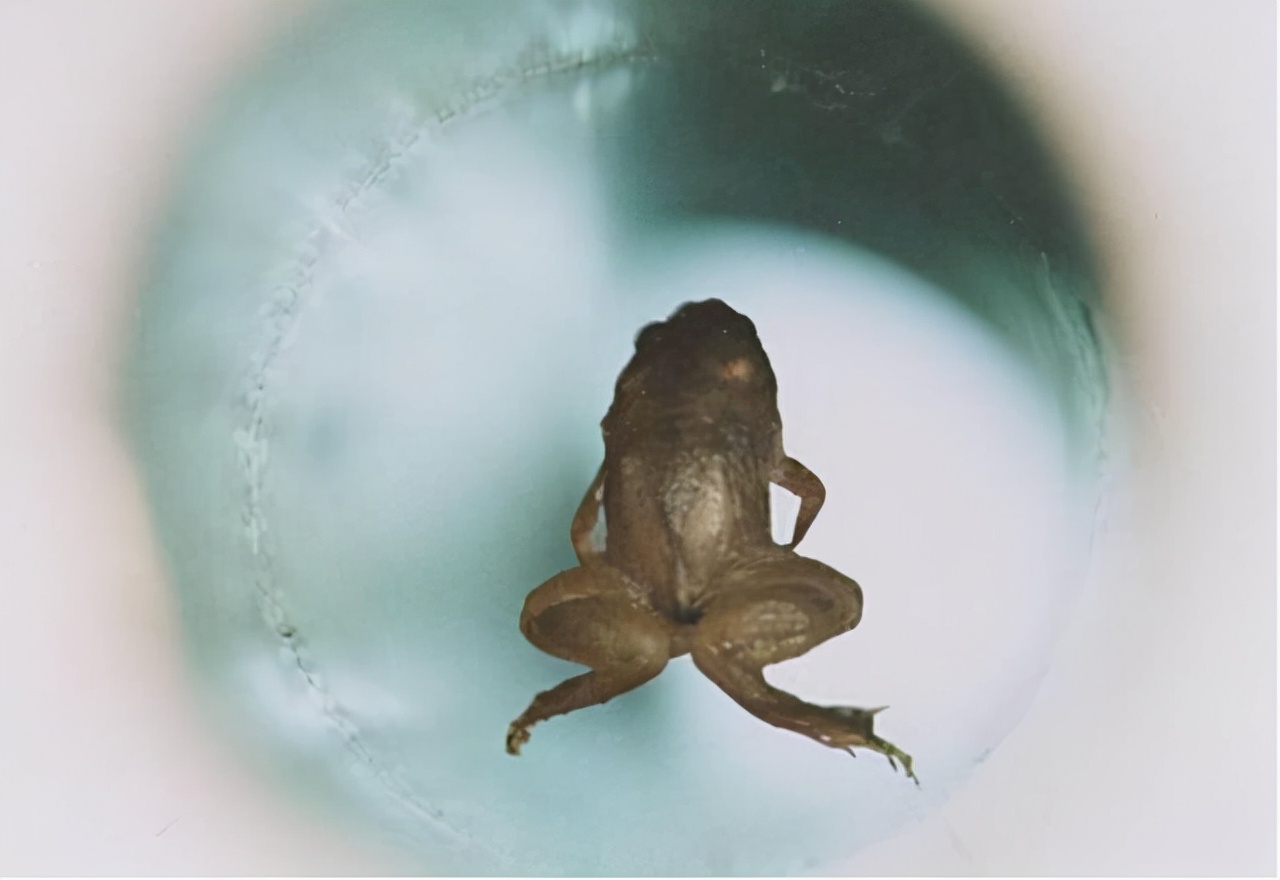 把人放进强磁场中会怎样?科学家用青蛙做实验,得到一只反重力蛙