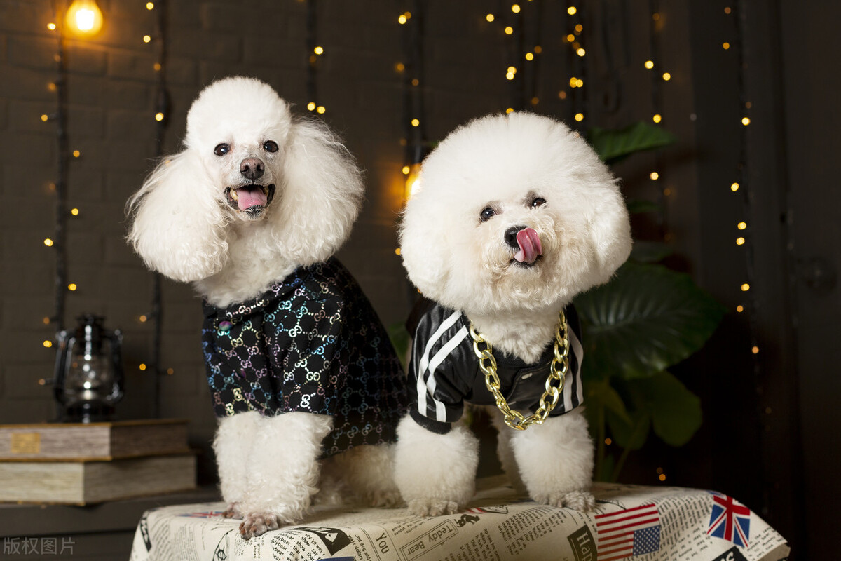 十大名犬喜欢哪只,72种名犬都有哪些