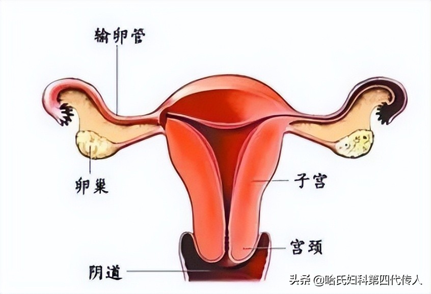 治输卵管不通、接好孕，注意这几点
