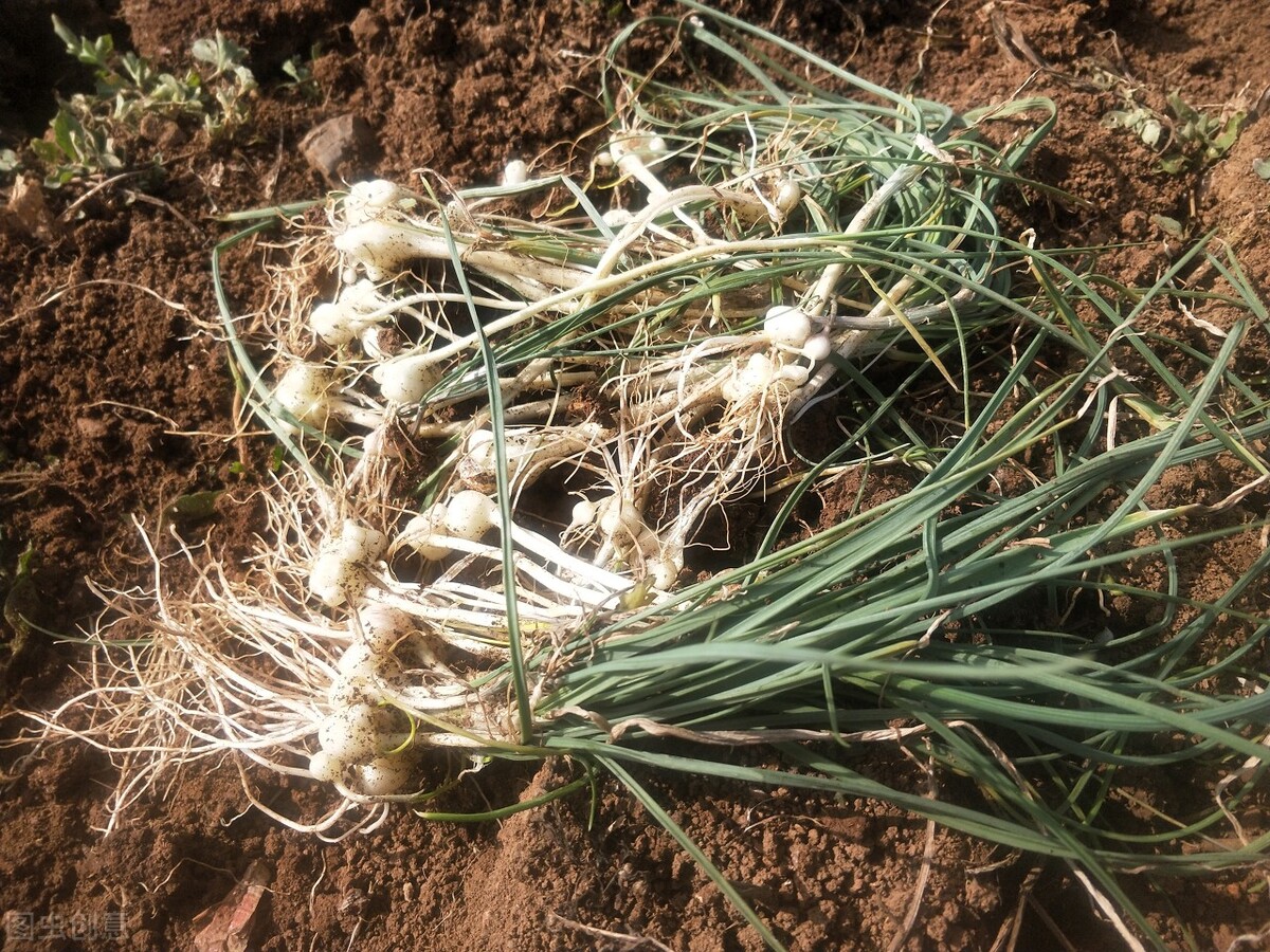 中医界认可的方子！三板斧，化痰、行气解瘀，治胸闷心悸、心绞痛