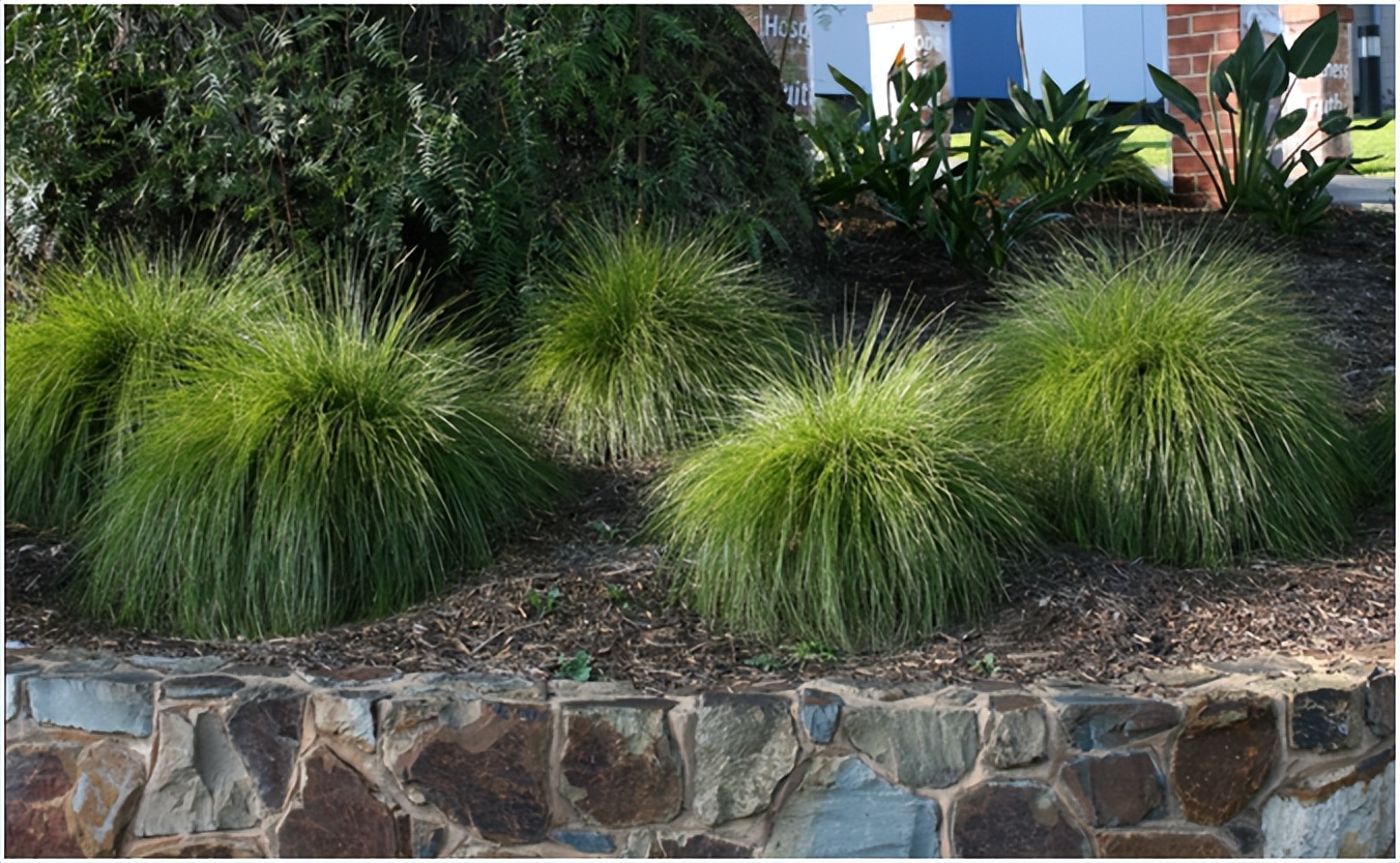 经典玫瑰品种 (玫瑰植物品种)