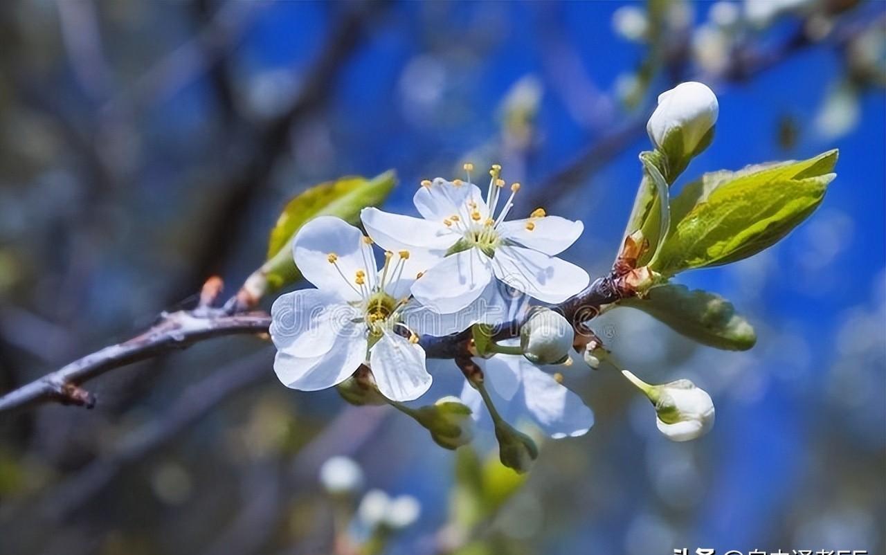 犹太人领袖摩西的由来,摩西之后历届犹太人领袖
