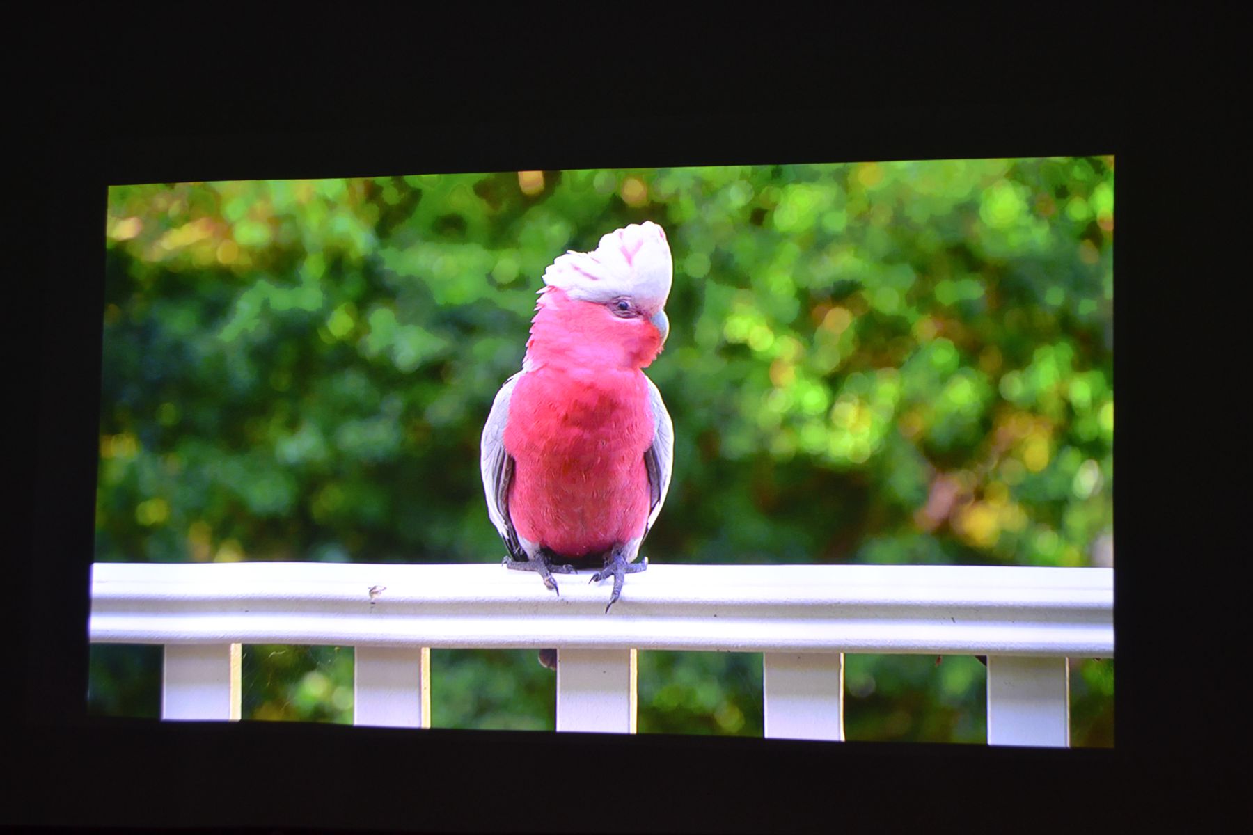 当贝x5投影可以投影多少寸,当贝x5投影评测