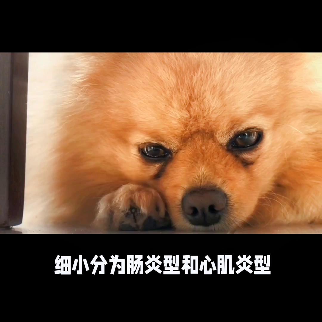 幼年犬如何避免得细小,犬细小的治疗方法处方