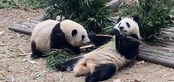 丫丫最新视频曝光，仰头啃笋享受美食，拥有萌兰同款铁秋千太幸福