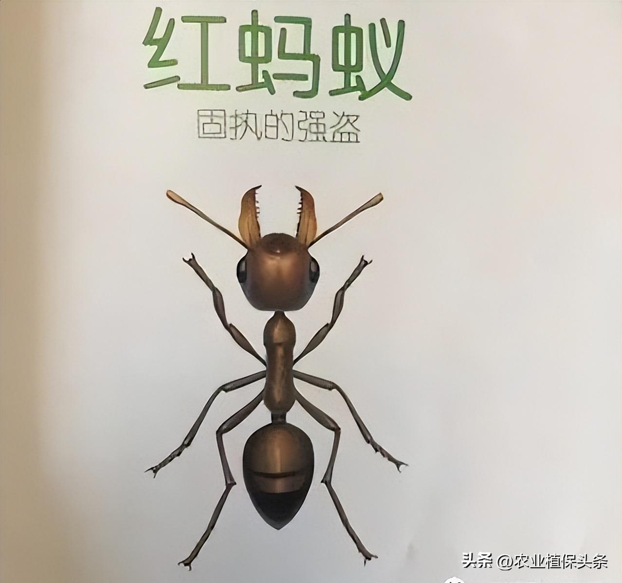 螨类害虫的农业防治措施,农业昆虫与害虫防治