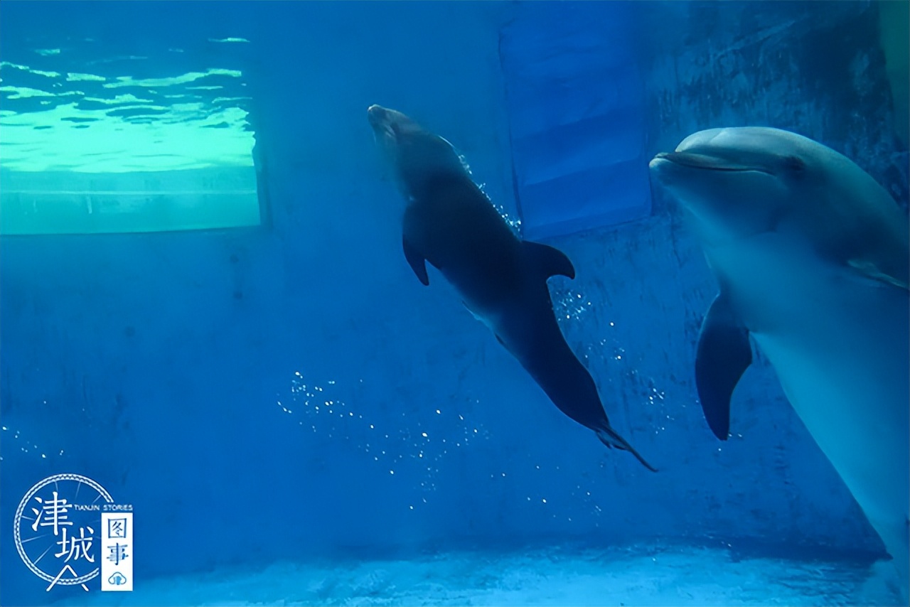 「津城图事」两个月颜值逆袭爹妈，天津这位“混血王子”可真好看