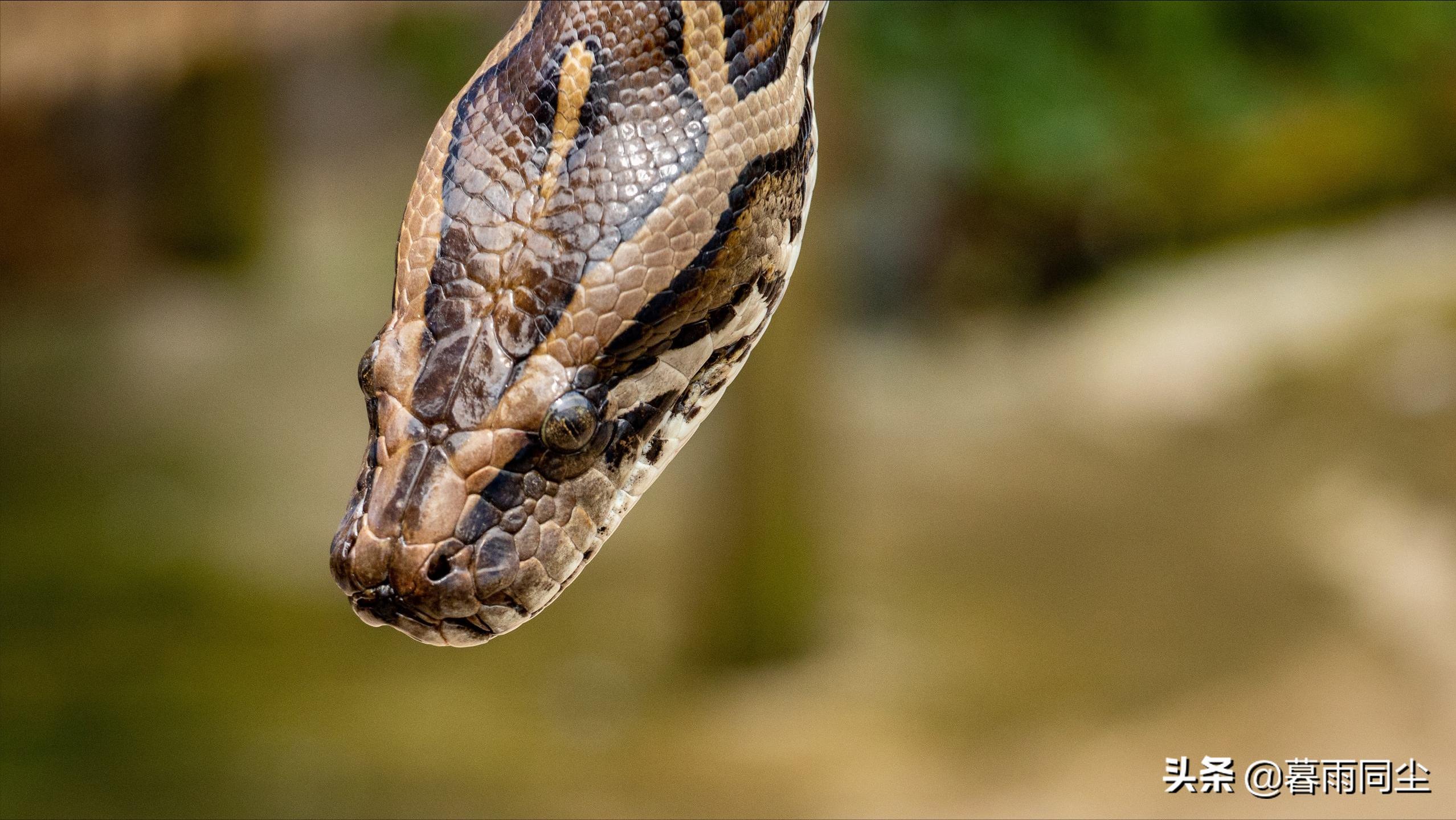 野外旅游怎么防蛇咬伤别人,野外防被蛇咬带什么药可保命