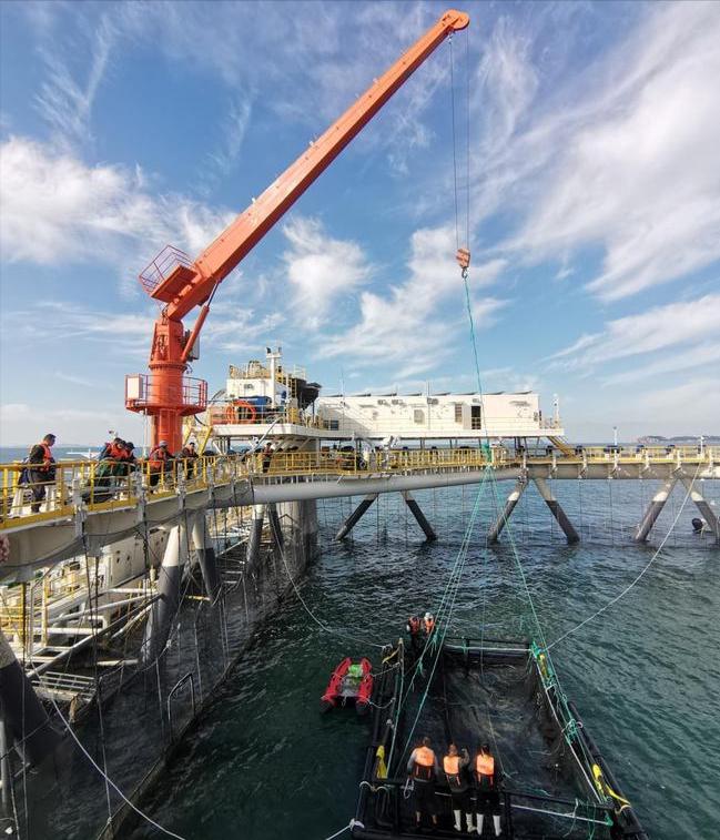 核辐射还敢吃韩国海苔吗,福岛民众监测海鱼核辐射