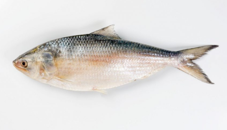 长江流域禁渔十年鱼多了,长江禁渔多年未见过的鱼